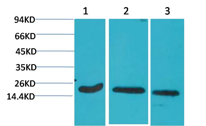 Active Caspase 3 Mouse mAb - image 1
