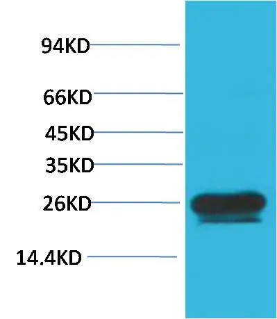 HSP27 Mouse mAb - image 1