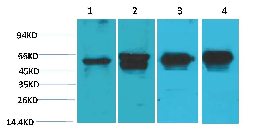 c-Fos Mouse mAb - image 1
