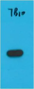 S1-Tag Mouse mAb - image 1