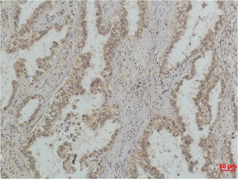 P53 (Mono Methyl Lys370) Mouse mAb