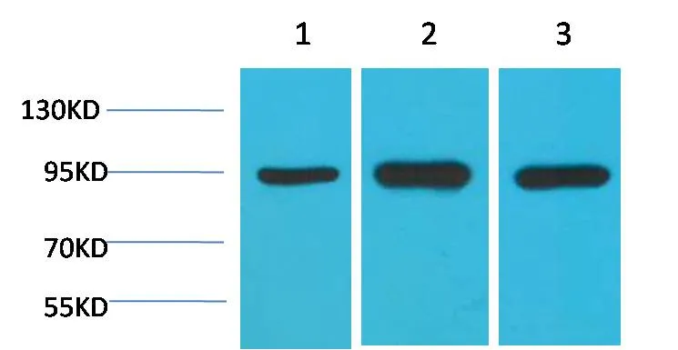 HSP90 α Mouse mAb - image 1