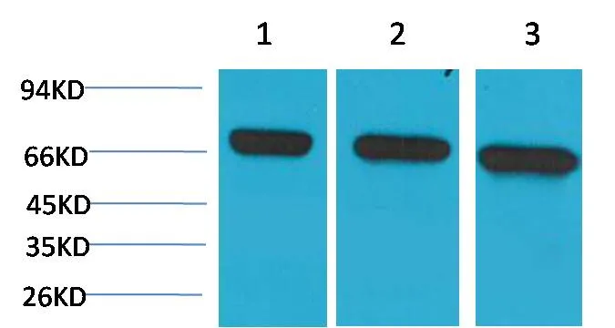 HSC70 Mouse mAb - image 1