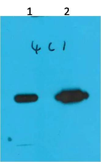 Nano-Tag9 Mouse mAb