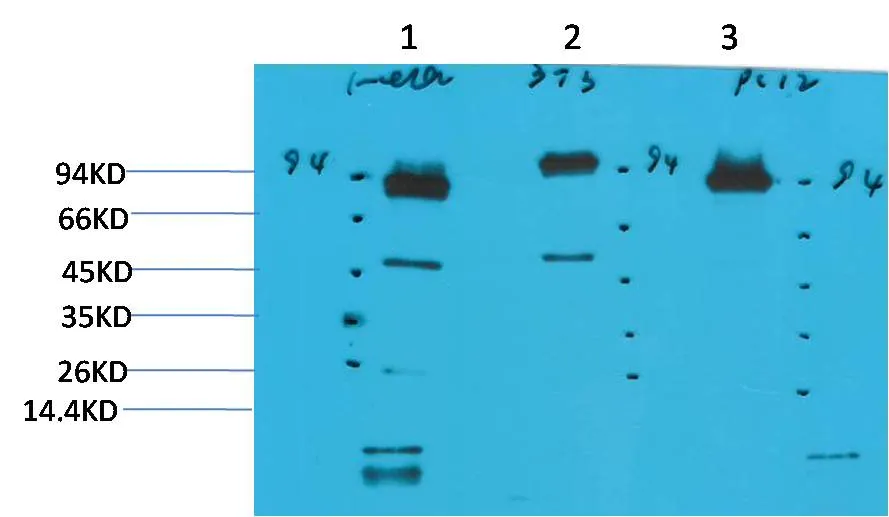 STAT3 Mouse mAb