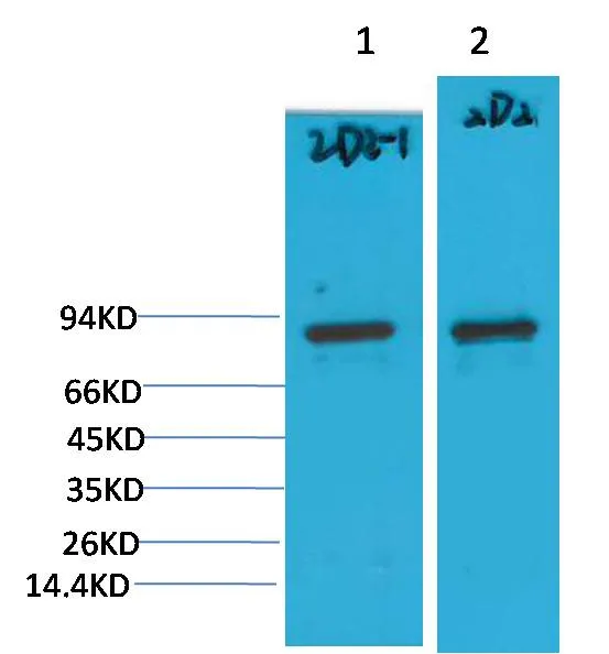 PI3 Kinase P85α Mouse mAb - image 1