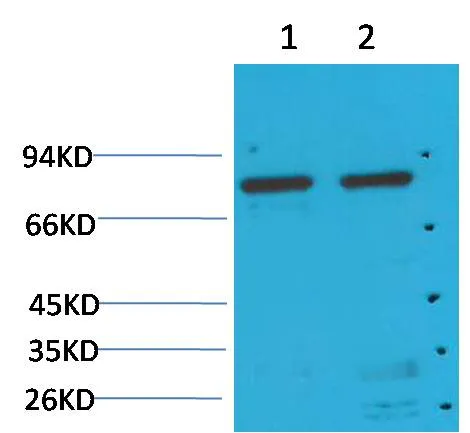 GRP78/Bip Mouse mAb
