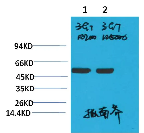 Rubisco (Large Chain) Mouse mAb - image 1