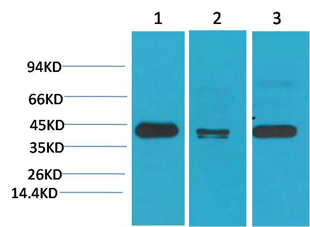 TBP/TATA Binding Protein Mouse mAb