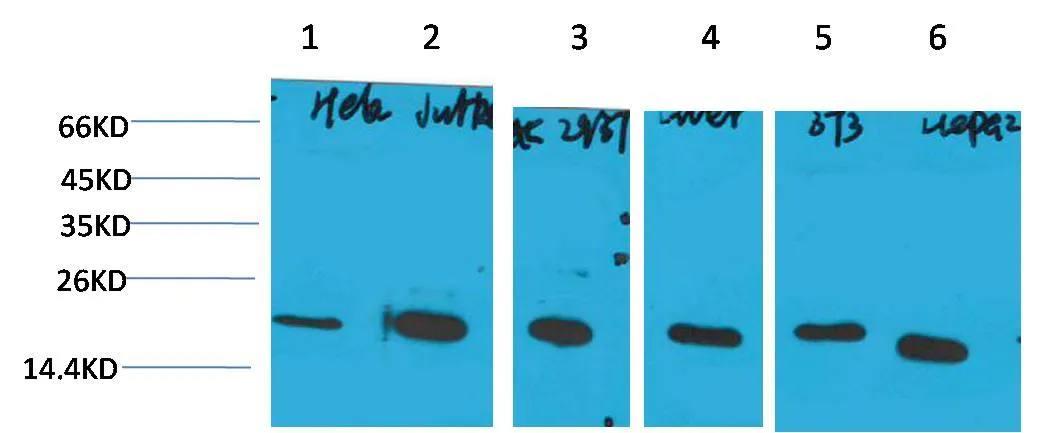 Cyclophilin B Mouse mAb