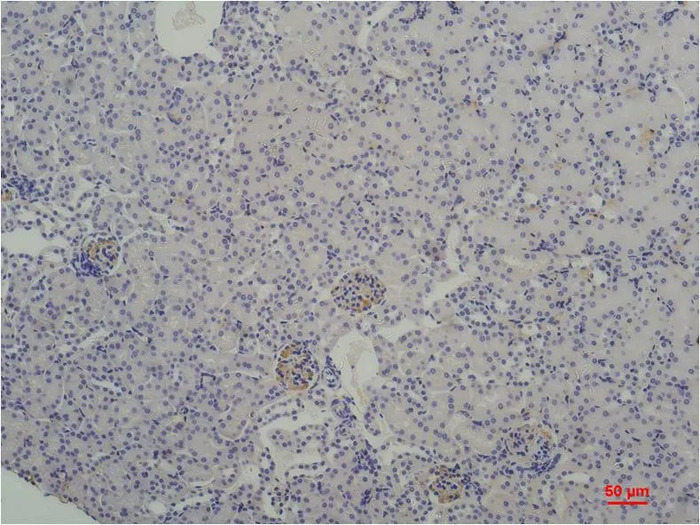 TBP/TATA Binding Protein Mouse mAb
