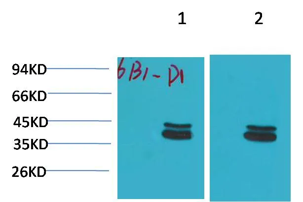 P44/42 MAPK (ERK1/2) Mouse mAb