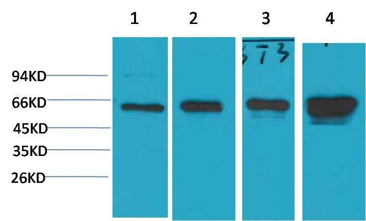 AMPK α1 Mouse mAb