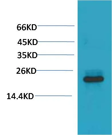 HSPB8/HSP22 Mouse mAb