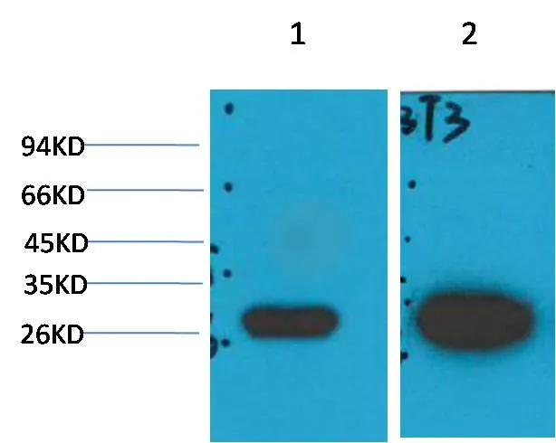 Galectin-3 Mouse mAb - image 1