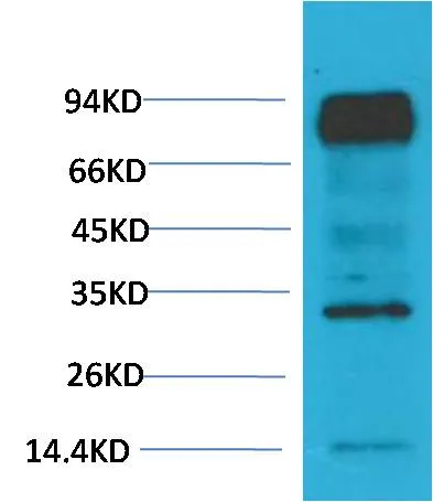 HIF-1 β/ARNT Mouse mAb - image 1