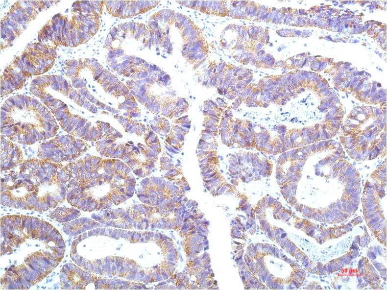 STAT1 (12E8) Mouse mAb - image 1