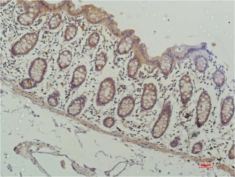 HDAC1 (4E1) Mouse mAb - image 1