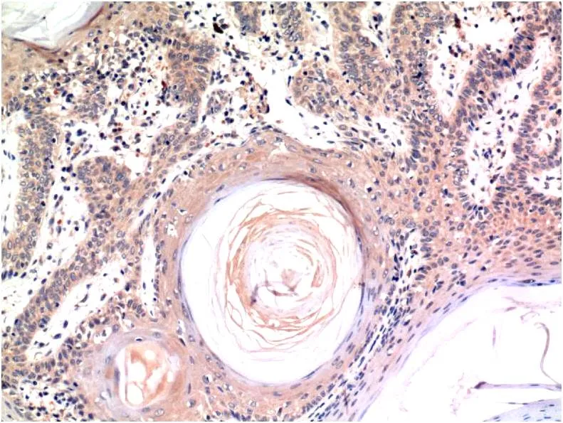 Caspase-3 (4B8) Mouse mAb - image 1