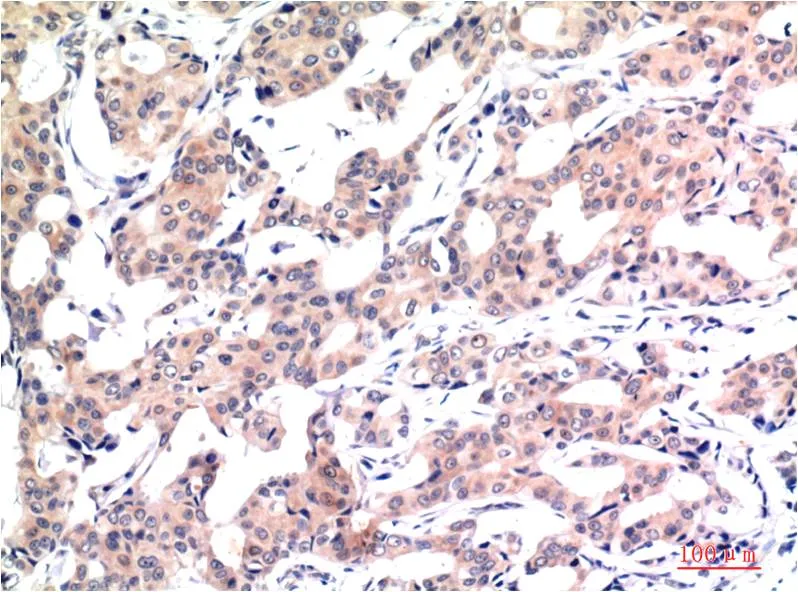 Acetyl-Histone H3 (K9) (2E7) Mouse mAb - image 1