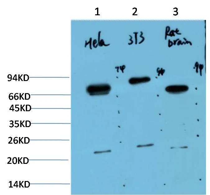 Ubiquitin (6G6) Mouse mAb