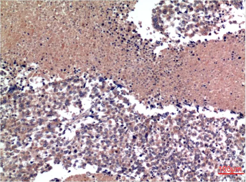Cyclin B1 (1A5) Mouse mAb - image 1