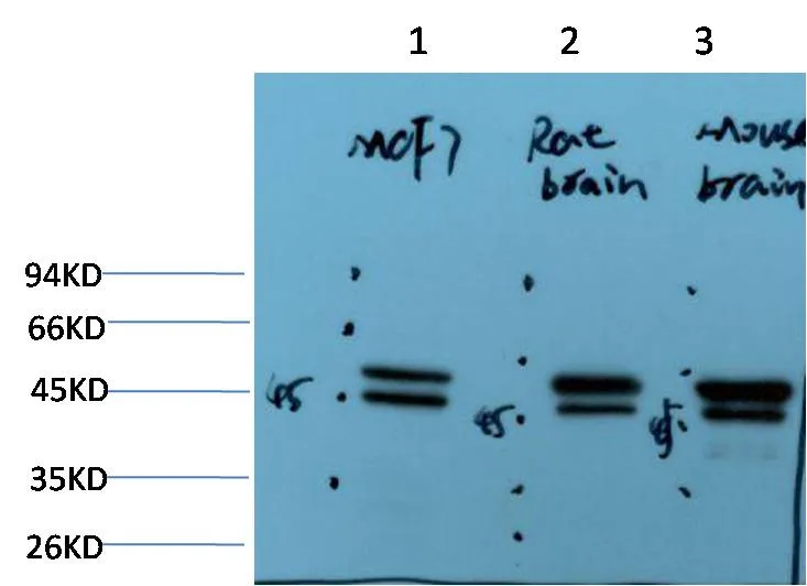 Epsilon Tubulin (2B3) Mouse mAb - image 1