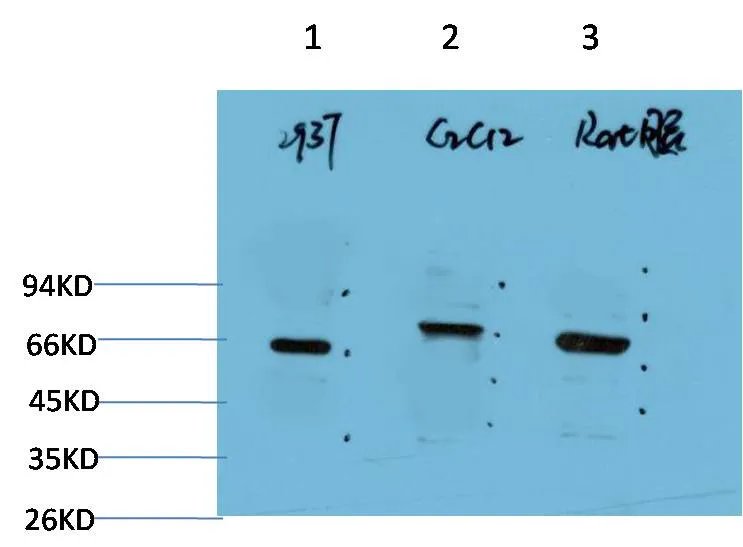 Beclin-1 (5C2) Mouse mAb - image 1