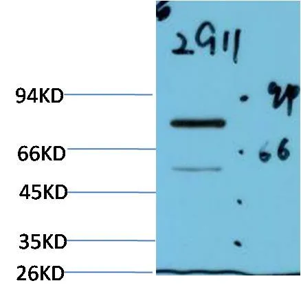 Luciferase (2G11) Mouse mAb - image 1
