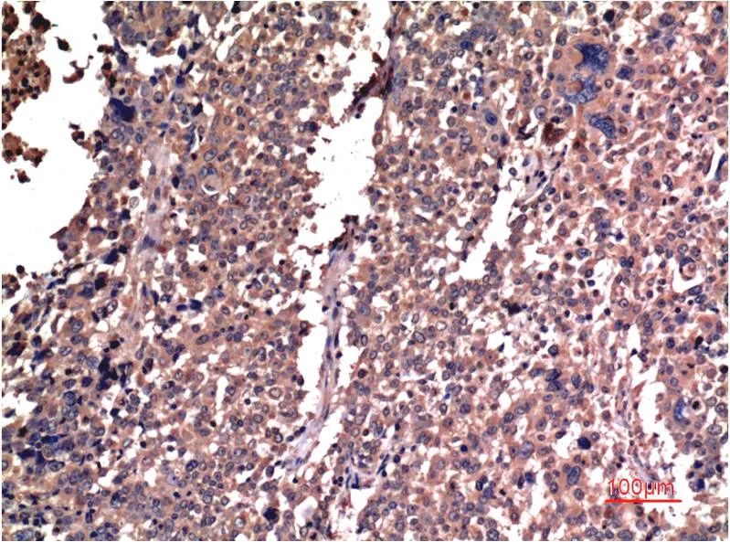 Cyclin B1 (5C1) Mouse mAb - image 1