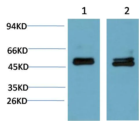 Smad3 (4C9) Mouse mAb