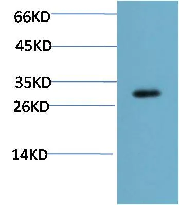 CHOP (2B1) Mouse mAb - image 1