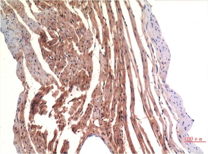 VE-Cadherin (8E5) Mouse mAb - image 1