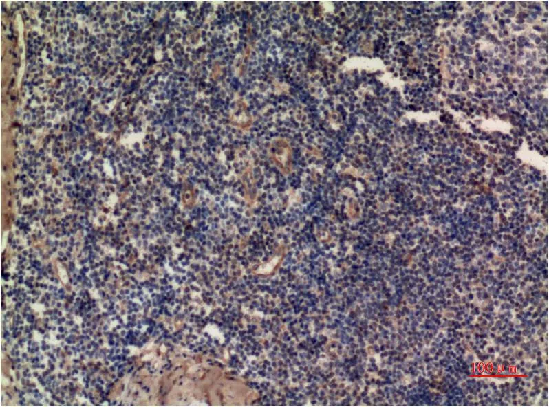 ERK1 (5E9) Mouse mAb