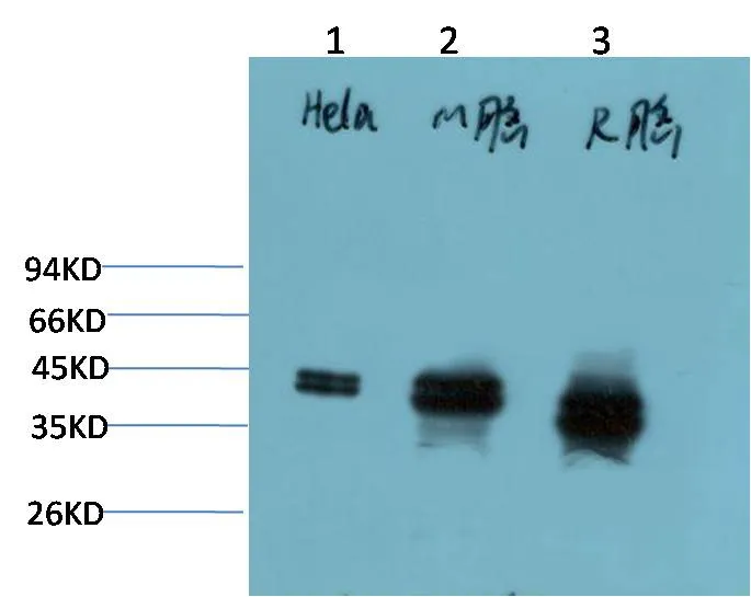 ERK1/2 (1H4) Mouse mAb - image 1