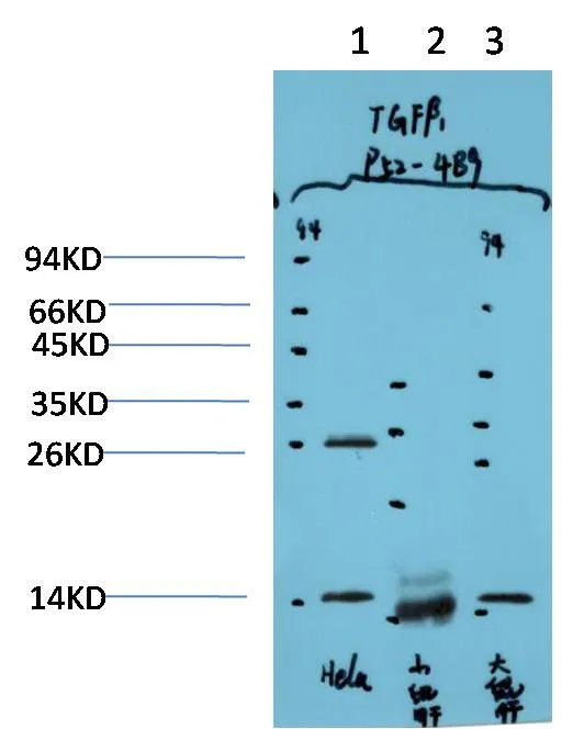 TGFβ1 (4B9) Mouse mAb - image 1