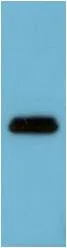 Flag-Tag (1C1) Mouse mAb - image 1