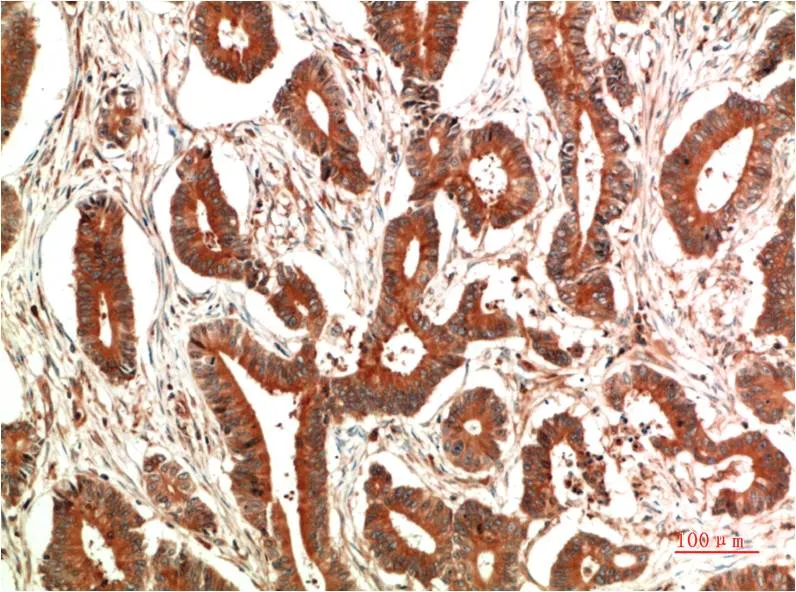 c-Jun (7E12) Mouse mAb - image 1