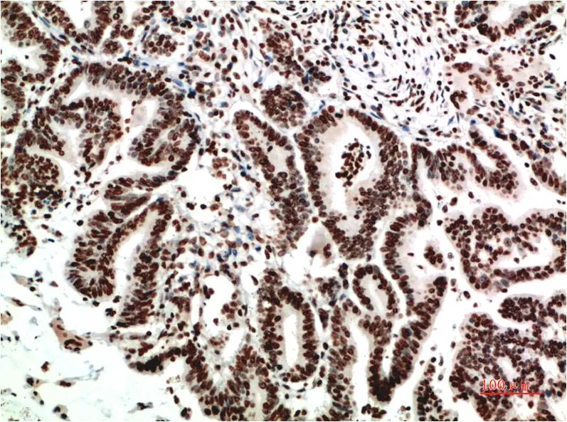 COX-2 (2G1) Mouse mAb