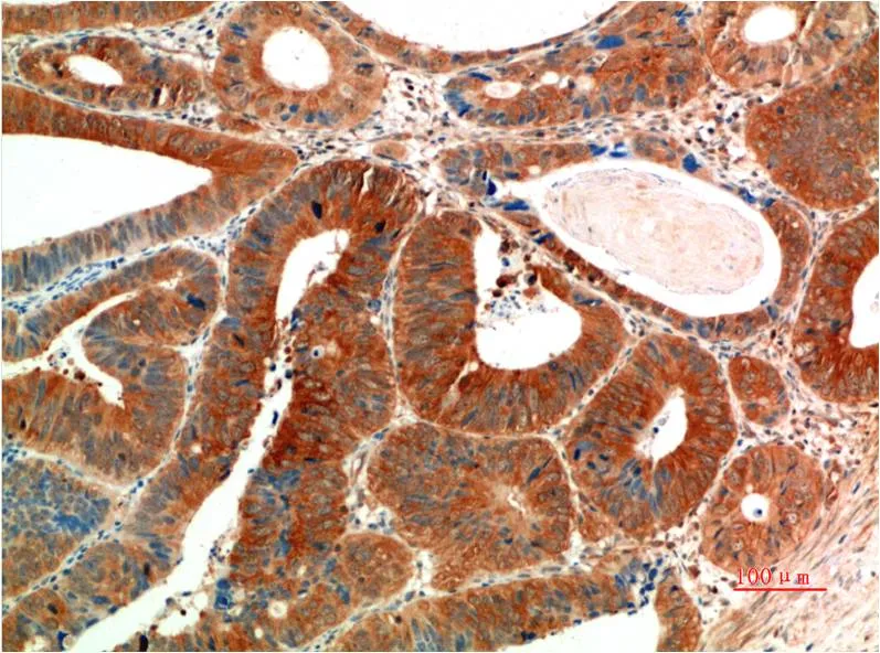 Phospho-ERK 1/2 (Y205/222) (7A6) Mouse mAb - image 1