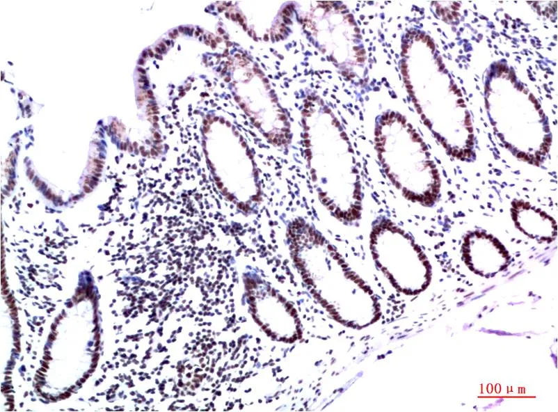 HP-1γ (3B9) Mouse mAb - image 1