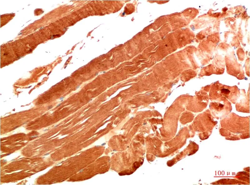 NBR1 (7C3) Mouse mAb - image 1