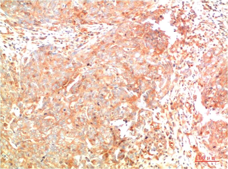 ATG7 (3D6) Mouse mAb - image 1