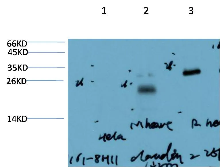 Claudin-2 (8H11) Mouse mAb - image 1