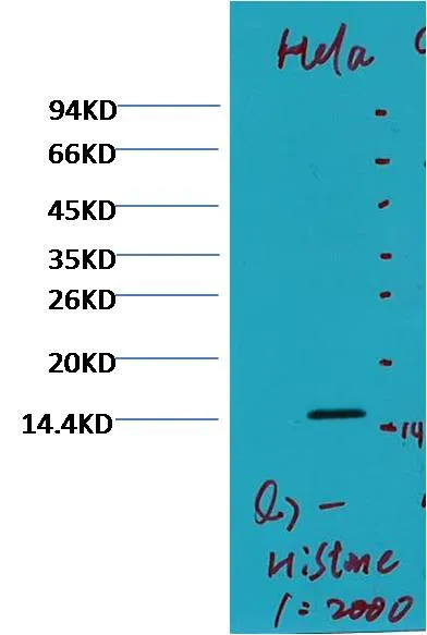 Histone H3 (di methyl K79) Mouse mAb - image 1
