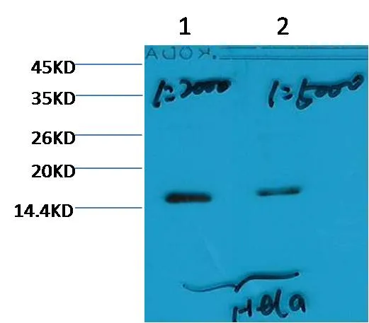 Histone H3 (tri methyl K79) Mouse mAb - image 1