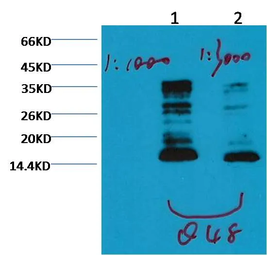 Histone H3 (mono methyl K79) Mouse mAb - image 1