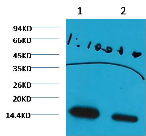 Histone H3 (di methyl K27) Mouse mAb - image 1