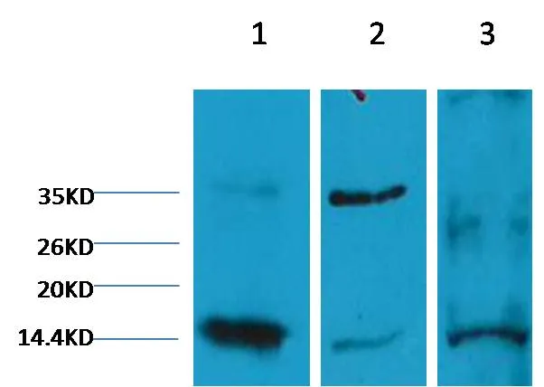 Histone H3 (di methyl K9) Mouse mAb - image 1