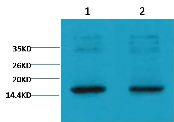 Histone H3 (tri methyl K9) Mouse mAb - image 1
